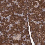 Merck Anti-RGS11 antibody produced in rabbit
