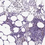 Merck Anti-KLRD1 antibody produced in rabbit
