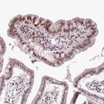 Merck Anti-IRF1 antibody produced in rabbit