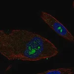 Merck Anti-EFHB antibody produced in rabbit