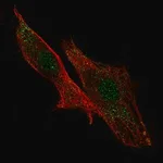 Merck Anti-LRRC32 antibody produced in rabbit