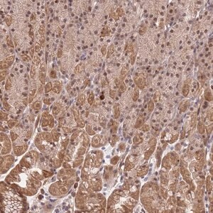 Merck Anti-ELOA3 antibody produced in rabbit