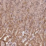 Merck Anti-ELOA3 antibody produced in rabbit