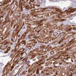 Merck Anti-GAS2L3 antibody produced in rabbit