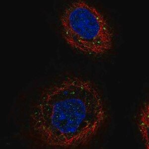 Merck Anti-TGFBRAP1 antibody produced in rabbit