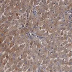 Merck Anti-SERPINA7 antibody produced in rabbit