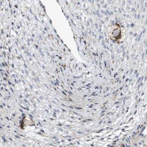 Merck Anti-ZP2 antibody produced in rabbit