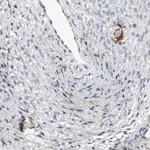 Merck Anti-ZP2 antibody produced in rabbit