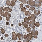 Merck Anti-TSC22D4 antibody produced in rabbit