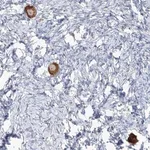 Merck Anti-TMEM209 antibody produced in rabbit