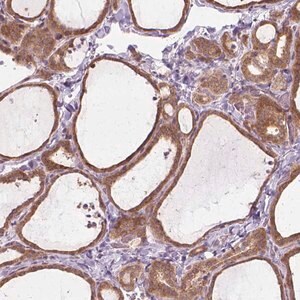 Merck Anti-PRAG1 antibody produced in rabbit