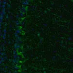 Merck Anti-ECH1 antibody produced in rabbit