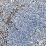 Merck Anti-SELENOK antibody produced in rabbit
