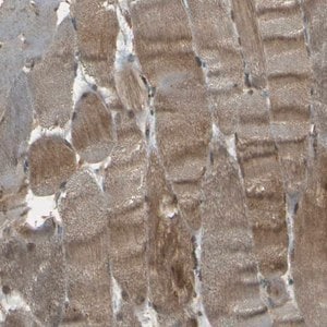 Merck Anti-NEXN antibody produced in rabbit