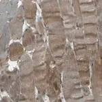 Merck Anti-NEXN antibody produced in rabbit