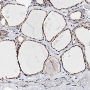 Merck Anti-LRIG3 antibody produced in rabbit