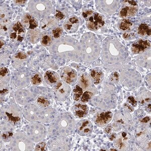 Merck Anti-TTYH3 antibody produced in rabbit