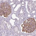 Merck Anti-AREL1 antibody produced in rabbit