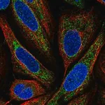 Merck Anti-BMP6 antibody produced in rabbit