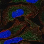 Merck Anti-MOV10 antibody produced in rabbit