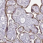 Merck Anti-ADAMTS6 antibody produced in rabbit