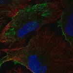 Merck Anti-PTRF antibody produced in rabbit