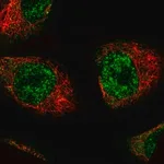 Merck Monoclonal Anti-MKL2 antibody produced in mouse