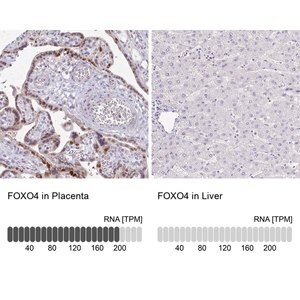 Merck Anti-FOXO4 antibody produced in rabbit