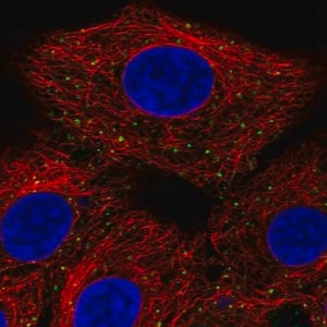 Merck Anti-ANKFY1 antibody produced in rabbit