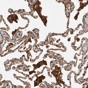 Merck Anti-TRIM56 antibody produced in rabbit