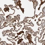 Merck Anti-TRIM56 antibody produced in rabbit