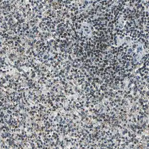 Merck Anti-MIS18BP1 antibody produced in rabbit