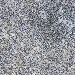 Merck Anti-MIS18BP1 antibody produced in rabbit