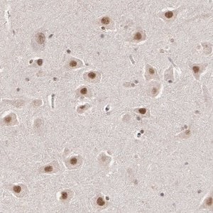 Merck Anti-INTS6 antibody produced in rabbit