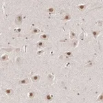 Merck Anti-INTS6 antibody produced in rabbit