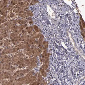 Merck Anti-SERPINF2 antibody produced in rabbit