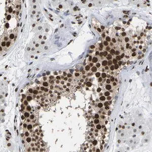 Merck Anti-RBL2 antibody produced in rabbit
