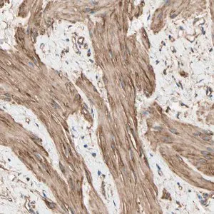 Merck Anti-DPYSL3 antibody produced in rabbit