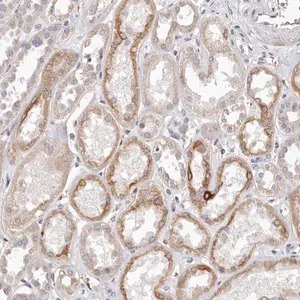 Merck Anti-ZYG11B antibody produced in rabbit