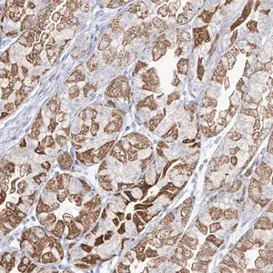 Merck Anti-RCHY1 antibody produced in rabbit