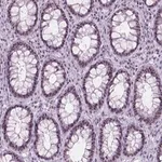 Merck Anti-NOL7 antibody produced in rabbit