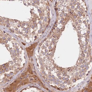 Merck Anti-CEP295 antibody produced in rabbit