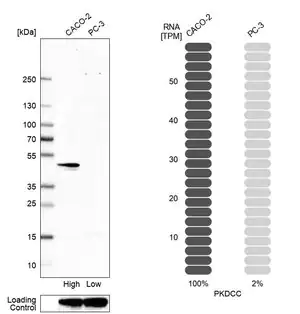 Merck Anti-PKDCC antibody produced in rabbit
