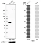 Merck Anti-PKDCC antibody produced in rabbit