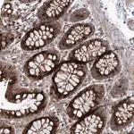 Merck Anti-PARM1 antibody produced in rabbit