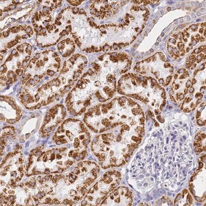 Merck Anti-CNIH4 antibody produced in rabbit
