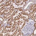 Merck Anti-CNIH4 antibody produced in rabbit