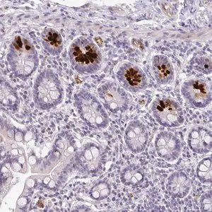 Merck Anti-SIDT2 antibody produced in rabbit