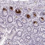 Merck Anti-SIDT2 antibody produced in rabbit