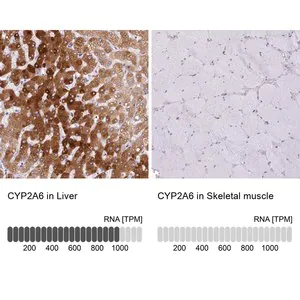 Merck Anti-CYP2A6 antibody produced in rabbit